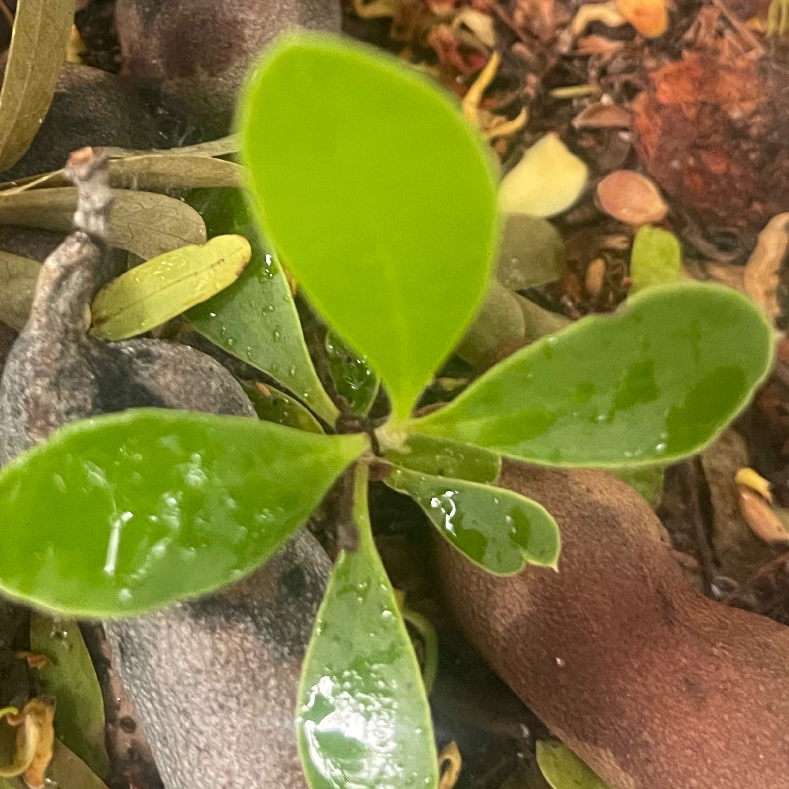 Photo of the plant species Black Mangrove by @MaternalDidelta named Gregarious on Greg, the plant care app