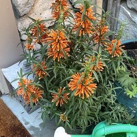 Photo of the plant species Lion's Ear by @AstuteAlmond23 named Willow on Greg, the plant care app