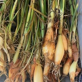 Photo of the plant species Candy Onion by @GemRedbean85 named Winston on Greg, the plant care app
