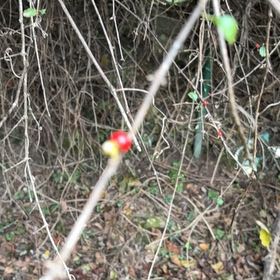 Photo of the plant species Winterberry by @EarlyCowvine19 named Gregarious on Greg, the plant care app