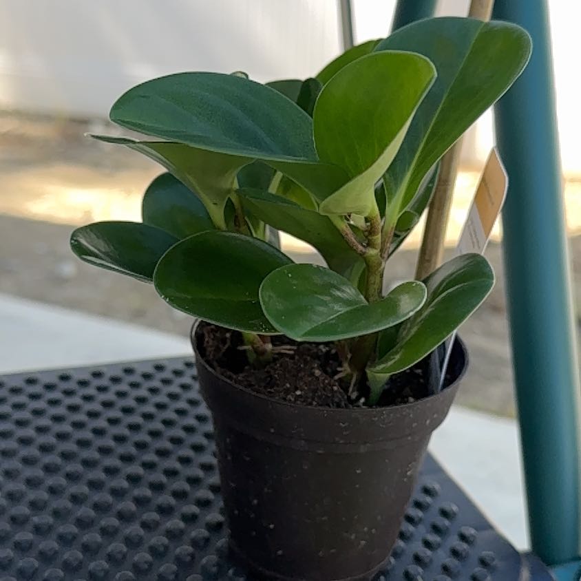 Photo of the plant species Baby Rubber Plant by @HeirColeus42 named Huckleberry Fern on Greg, the plant care app