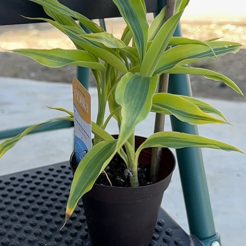 Photo of the plant species Dracaena Sanderiana 'White Ribbon' by @HeirColeus42 named Tolkien on Greg, the plant care app
