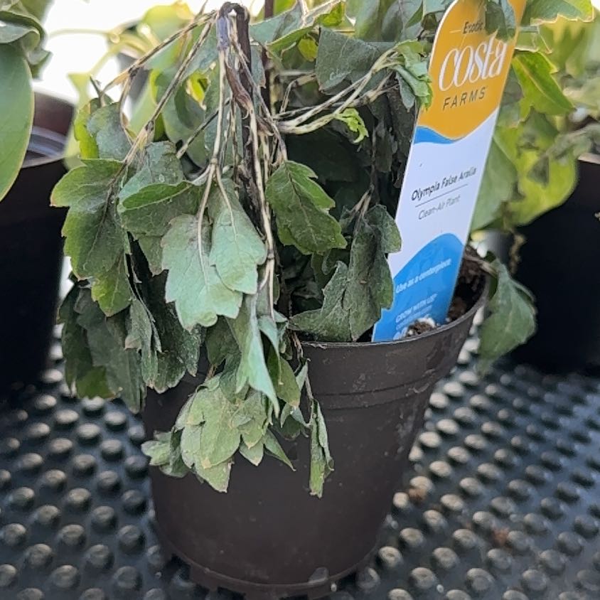 Photo of the plant species Olympia False Aralia by @HeirColeus42 named Harmony on Greg, the plant care app