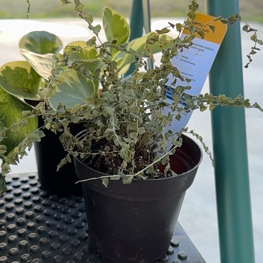 Photo of the plant species lemon butter fern by @HeirColeus42 named Kylie on Greg, the plant care app