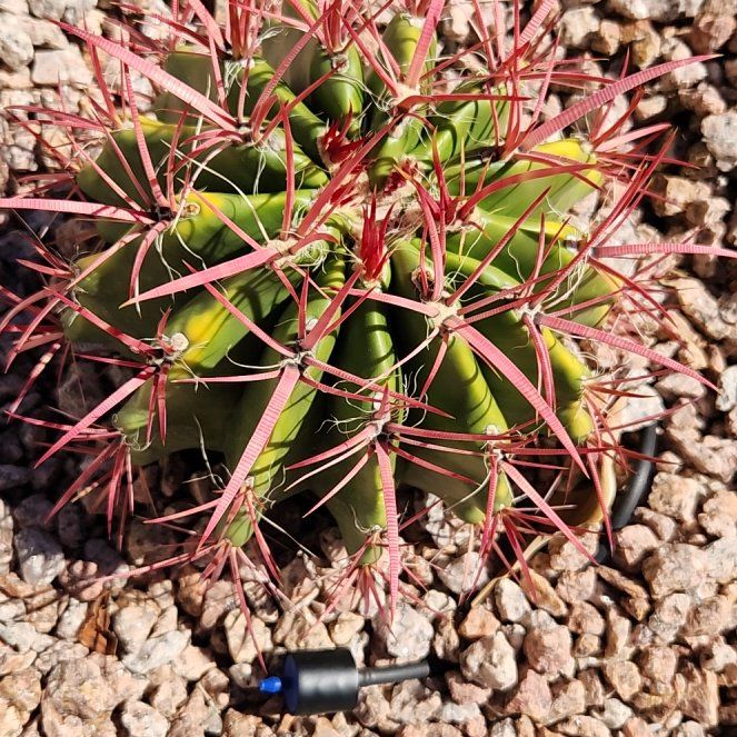 Photo of the plant species Fire Barrel Cactus by @AdonicMangeao named Walt on Greg, the plant care app