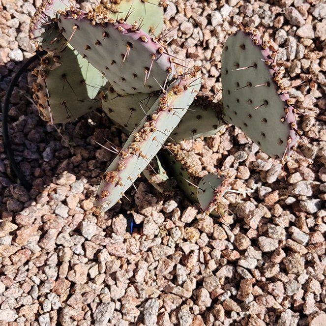 Photo of the plant species Black-Spined Prickly Pear by @AdonicMangeao named Lola on Greg, the plant care app