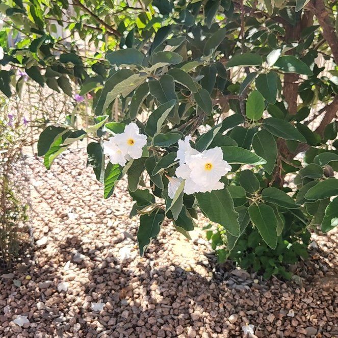 Photo of the plant species Mexican-Olive by @AdonicMangeao named Bella on Greg, the plant care app