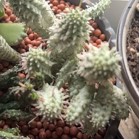 Photo of the plant species Bushman's Hat by @VipWoodfern76 named Planty on Greg, the plant care app