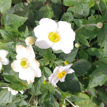 Photo of the plant species Eriocapitella hupehensis by @ProudEggplant38 named Sonora on Greg, the plant care app