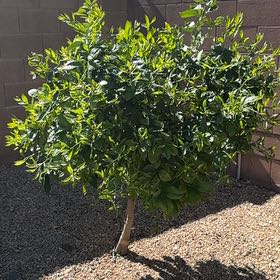 Photo of the plant species Ruby Red Grapefruit Tree by @LuminousPokaka0 named Hamilton on Greg, the plant care app