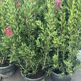Photo of the plant species Willowleaf Meadowsweet by @YesTreeivy96 named Morgan Treeman on Greg, the plant care app