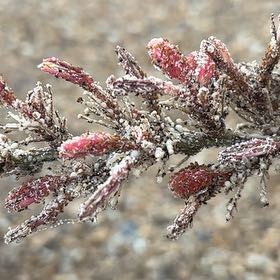 Photo of the plant species Coachwhip by @WarmDidelta89 named Gomez on Greg, the plant care app