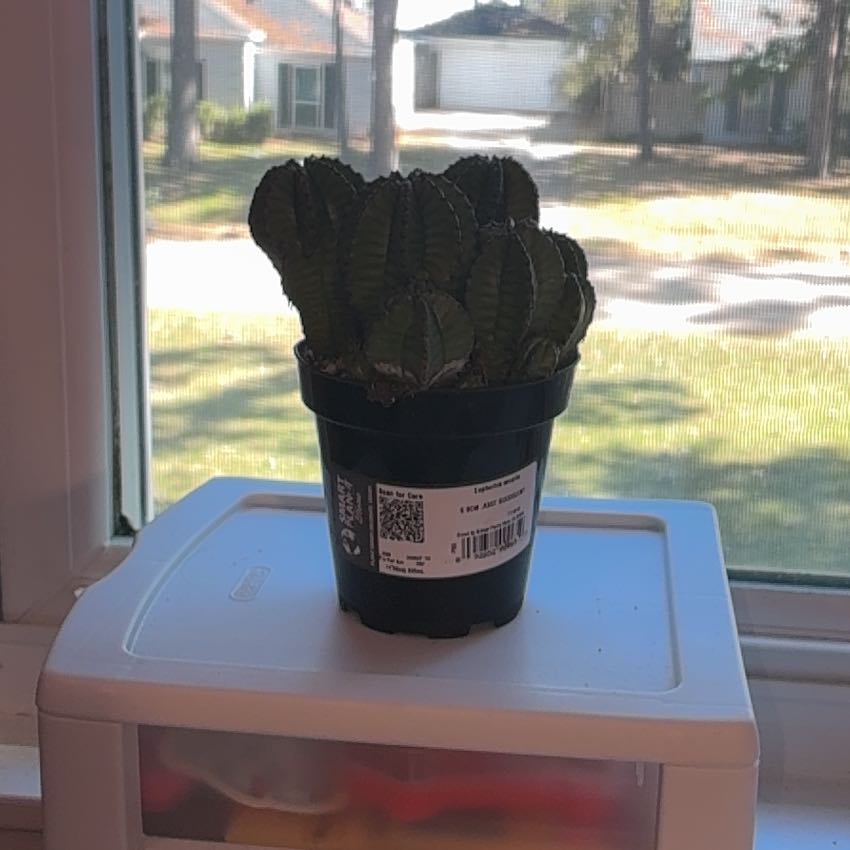 Photo of the plant species Succulent by @NeatAlfalfa18 named Luna on Greg, the plant care app