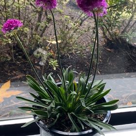 Plant care for Antoni Llorens' Sea Lavender on Greg, the plant care app