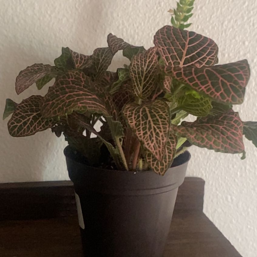 Photo of the plant species Pink Wave Nerve Plant by @FirstGarlic1 named Baesil on Greg, the plant care app