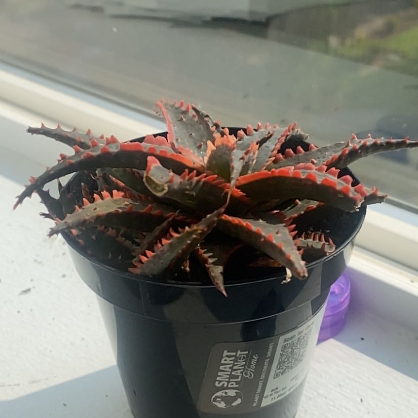Photo of the plant species Aloe 'Christmas Sleigh' by @FirstGarlic1 named Xena on Greg, the plant care app