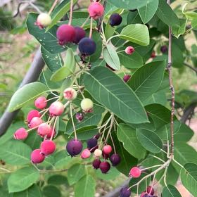 Photo of the plant species Serviceberry by @KeyMelittis68 named Sanders on Greg, the plant care app