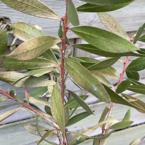 Plant care for Dorrigo Pepper on Greg, the plant care app