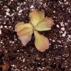 Plant care for Philodendron on Greg, the plant care app
