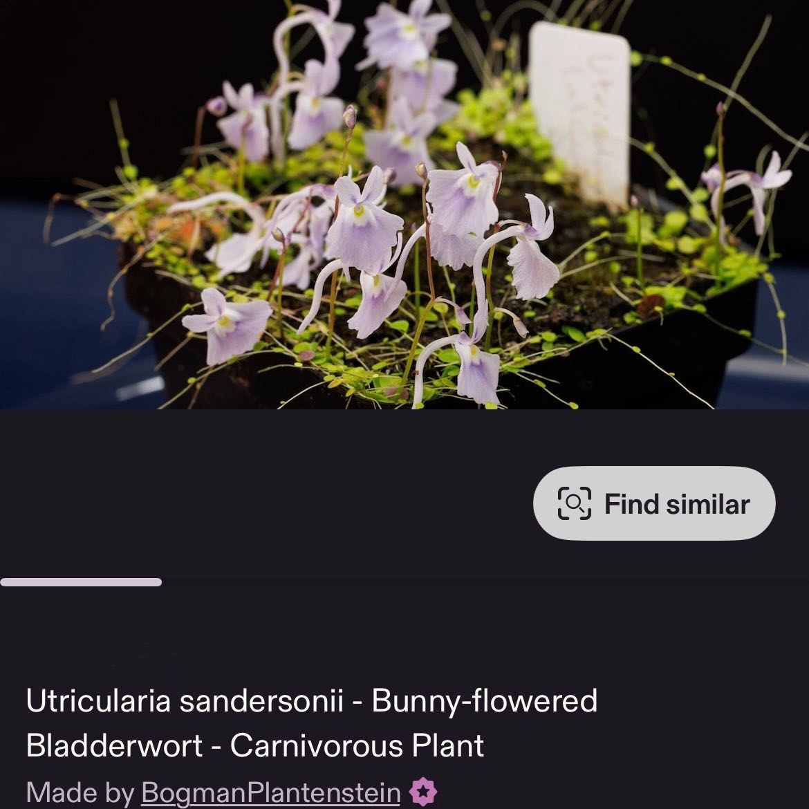 Photo of the plant species Utricularia Sandersonii by @SnowMochi named Planty on Greg, the plant care app
