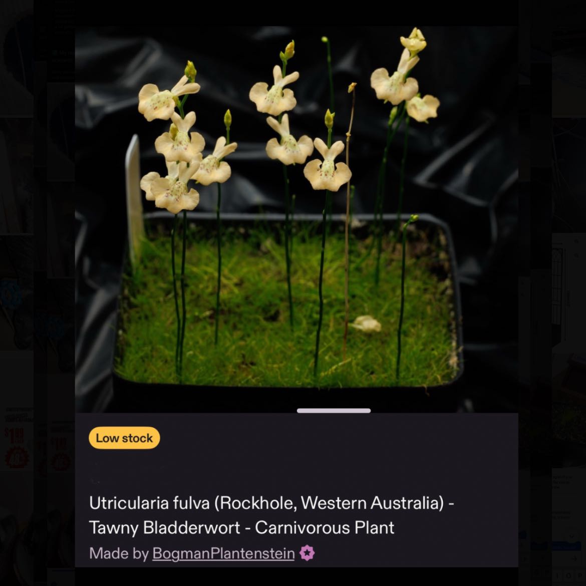 Photo of the plant species Utricularia Fulva by @SnowMochi named Gates on Greg, the plant care app