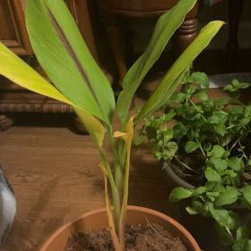 Photo of the plant species Black Turmeric by @LitheDracaena82 named Beyonce on Greg, the plant care app