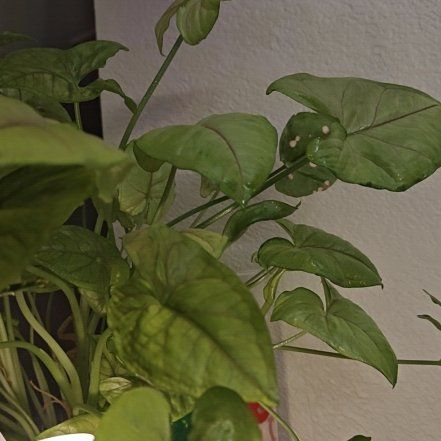 Photo of the plant species Syngonium Pink Allision by @YardRedbetel31 named Morgan Treeman on Greg, the plant care app