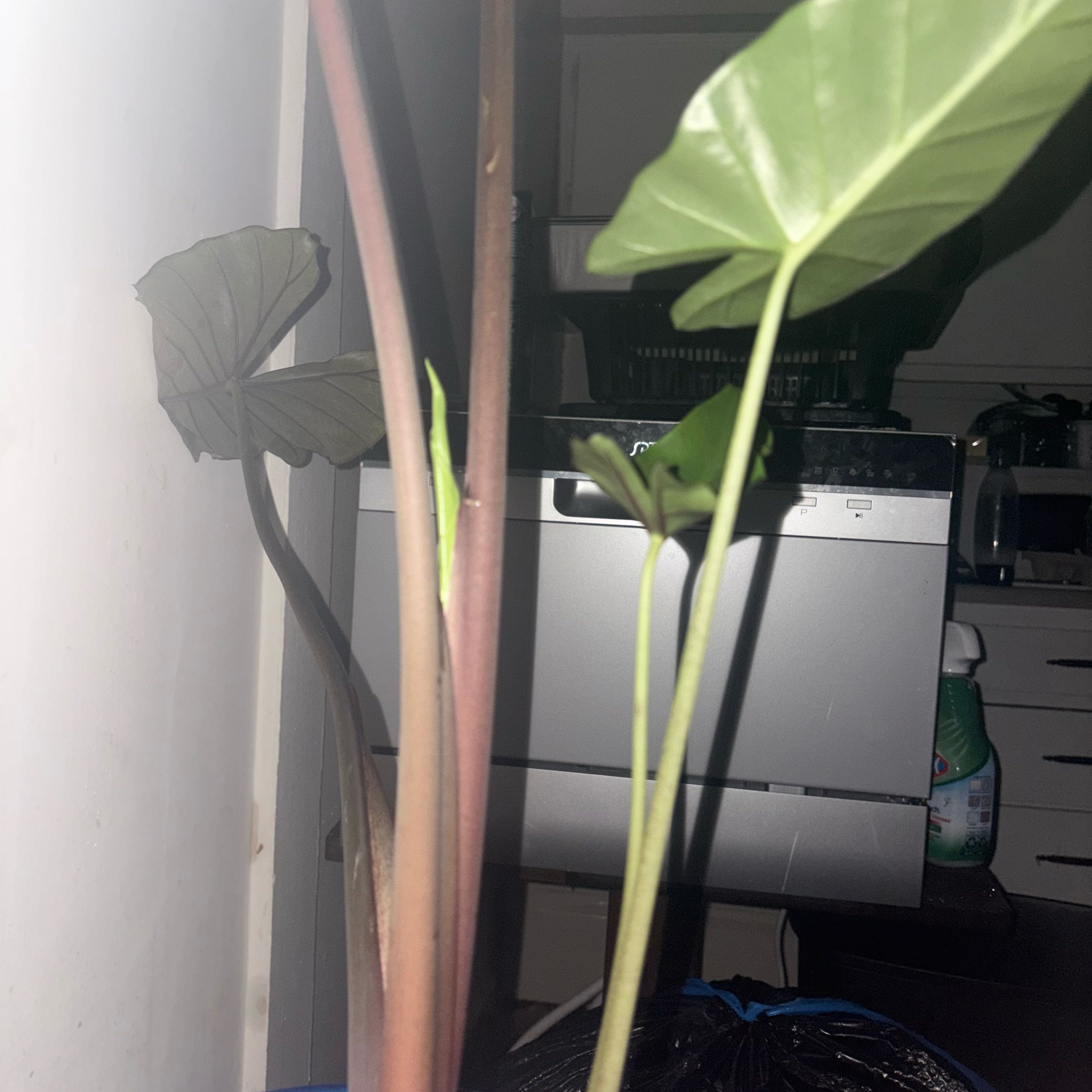 Photo of the plant species Elephant Ear Or Dark Star by @YesAnahaw5 named Noah on Greg, the plant care app