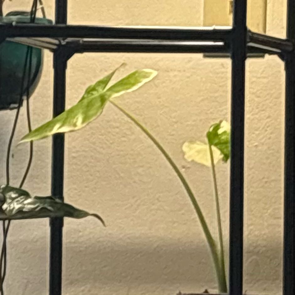 Photo of the plant species Alocasia Variagated by @YesAnahaw5 named Huron on Greg, the plant care app