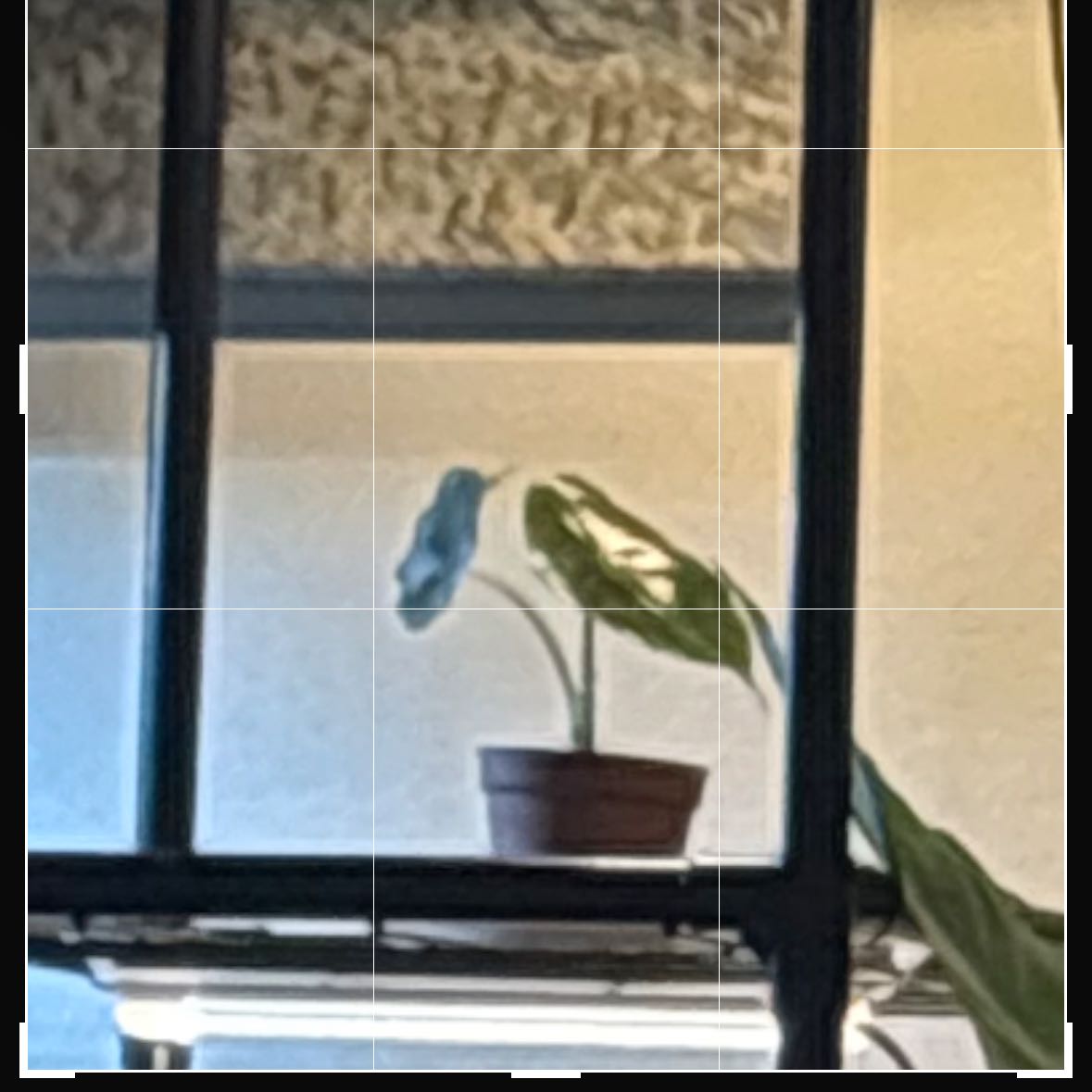 Photo of the plant species Red Mambo by @YesAnahaw5 named SEAL on Greg, the plant care app