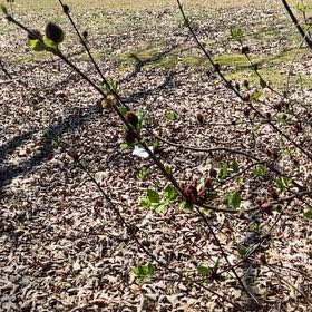 Photo of the plant species Carolina Allspice by @FairRaspberry36 named Coco on Greg, the plant care app