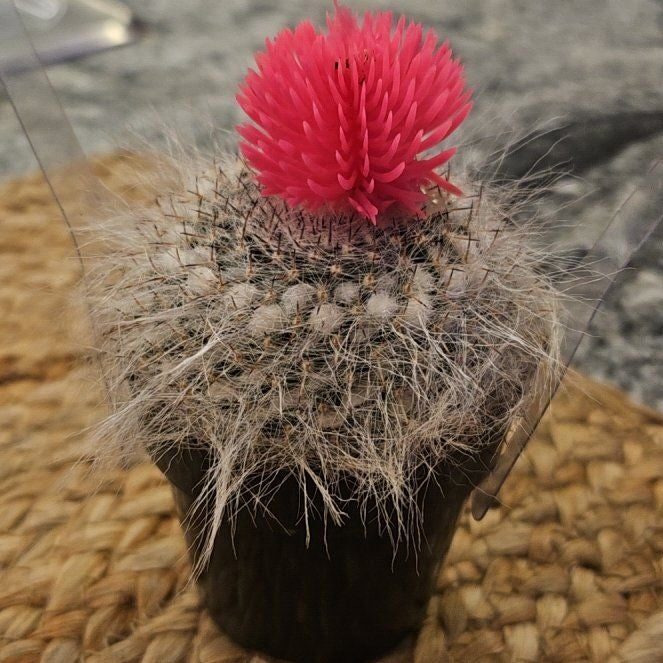 Photo of the plant species Button Cactus by @FirstRedbean96 named Samara on Greg, the plant care app