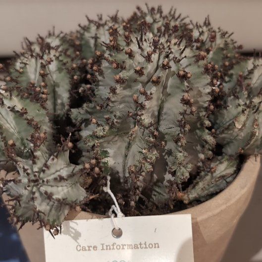 Photo of the plant species African Milk Barrel by @SilkenLovage39 named Marley on Greg, the plant care app