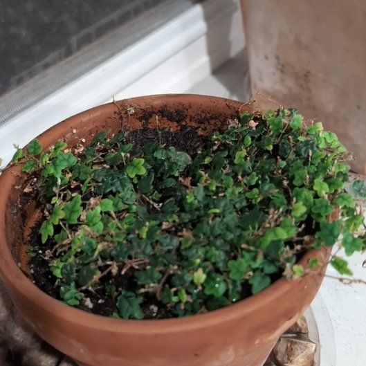 Photo of the plant species Oak Leaf Ficus by @SilkenLovage39 named Kesha on Greg, the plant care app
