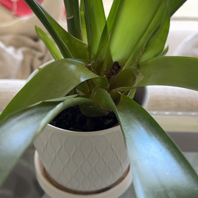 Photo of the plant species Bromeliads by @DeftQuince99 named Harry on Greg, the plant care app