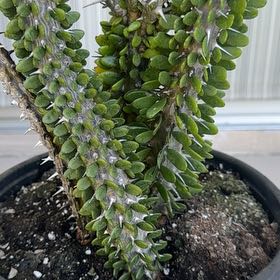 Photo of the plant species False ocotillo by @DeftQuince99 named Fernie Mac on Greg, the plant care app