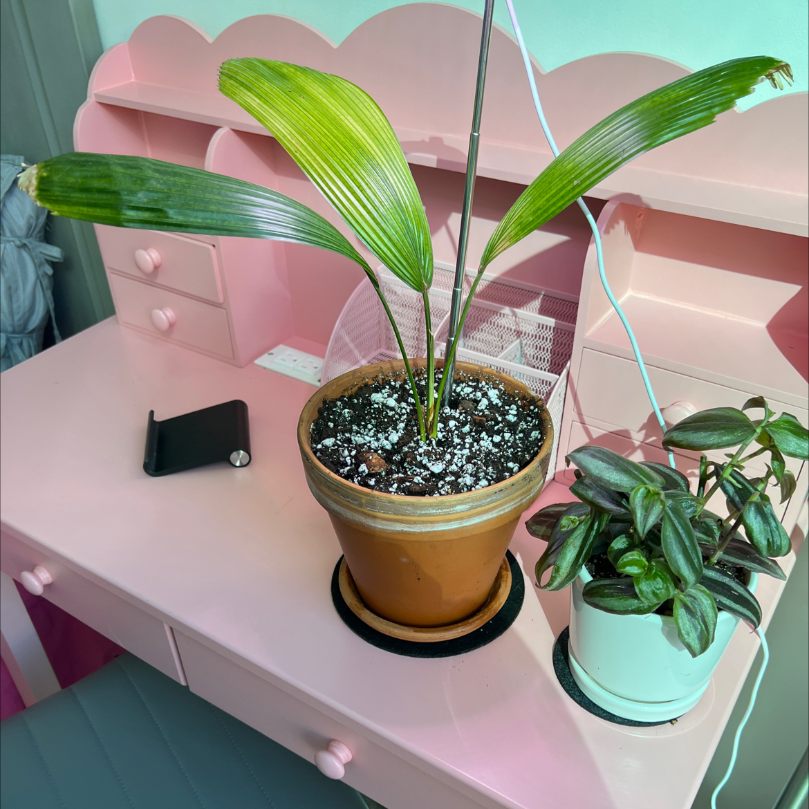 Photo of the plant species Ruffled Fan Palm by @rockandromeo named Bathala on Greg, the plant care app
