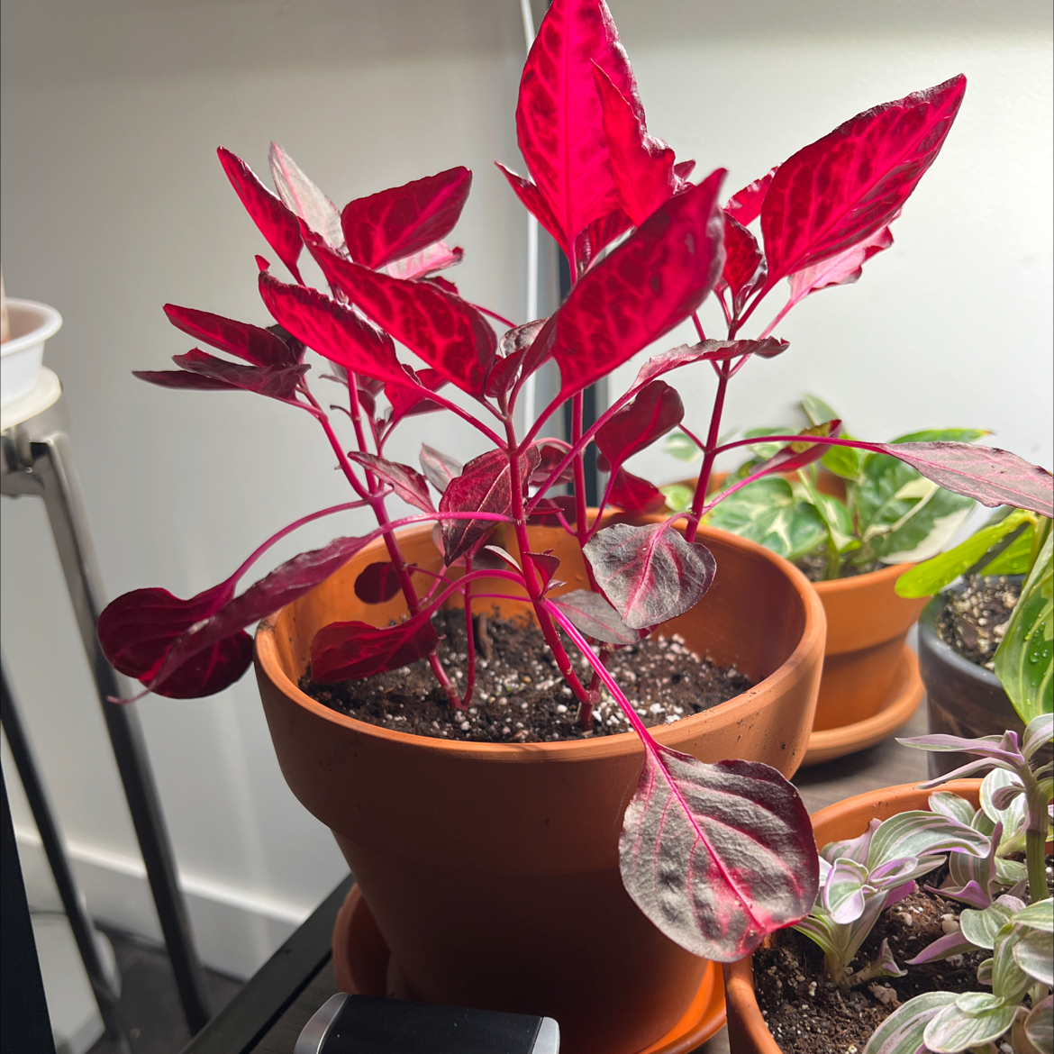 A close-up of a thriving potted Herbst's Bloodleaf plant with vibrant red leaves, prominently veined, and well-draining soil.
