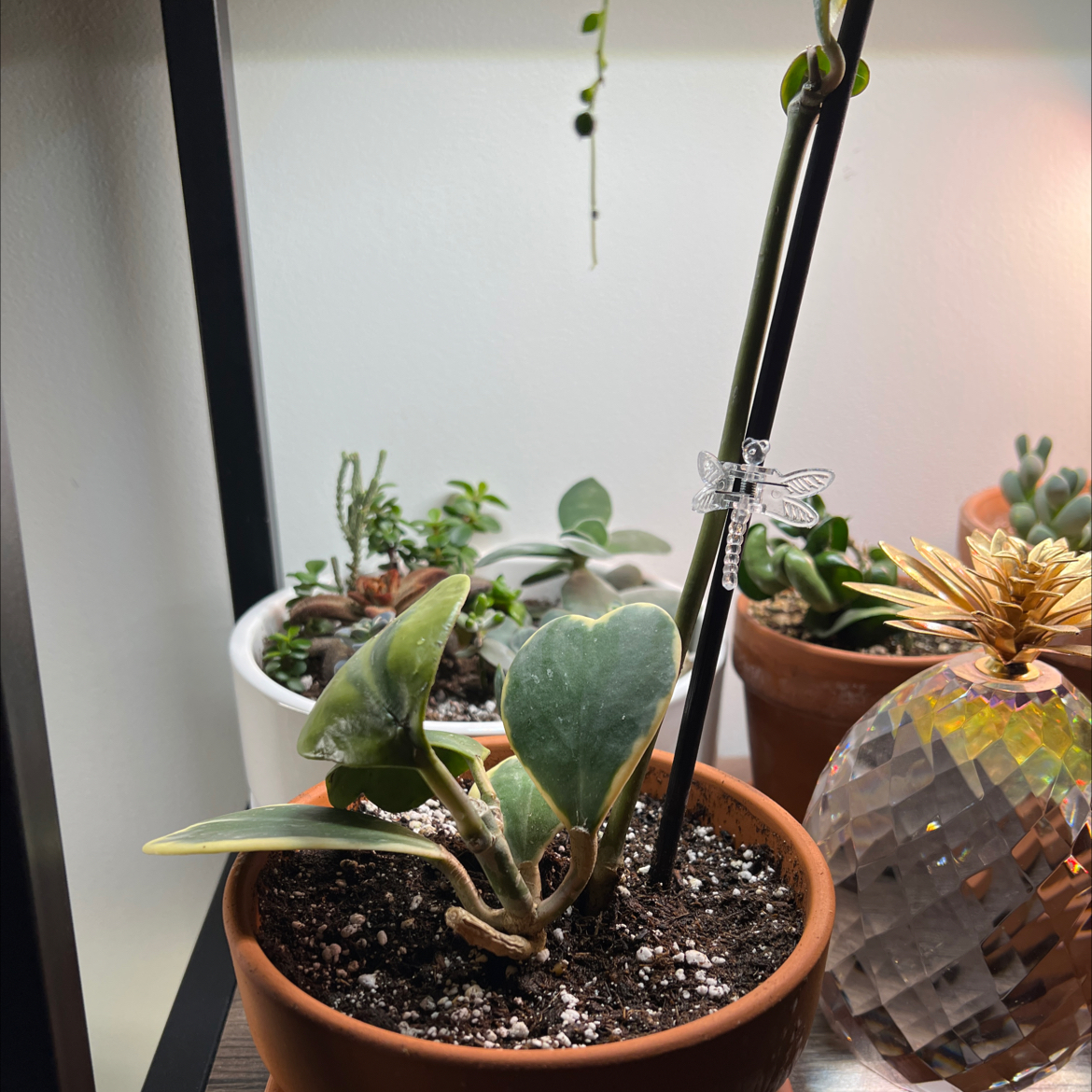 Variegated Heart Leaf Hoya in a pot with visible soil, surrounded by other plants.