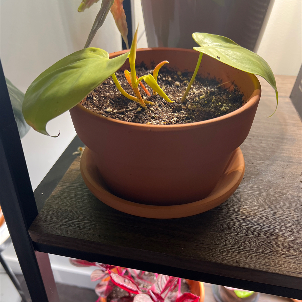 Philodendron Lemon Lime plant in a terracotta pot with some yellowing leaves and visible soil.