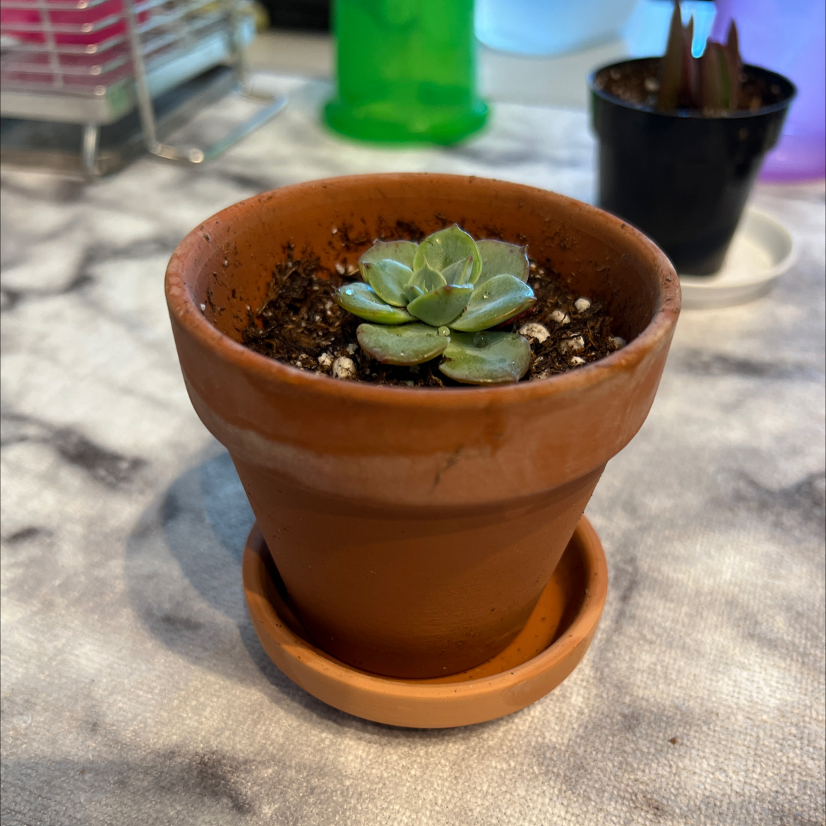 Blue Echeveria succulent in a terracotta pot with visible soil.