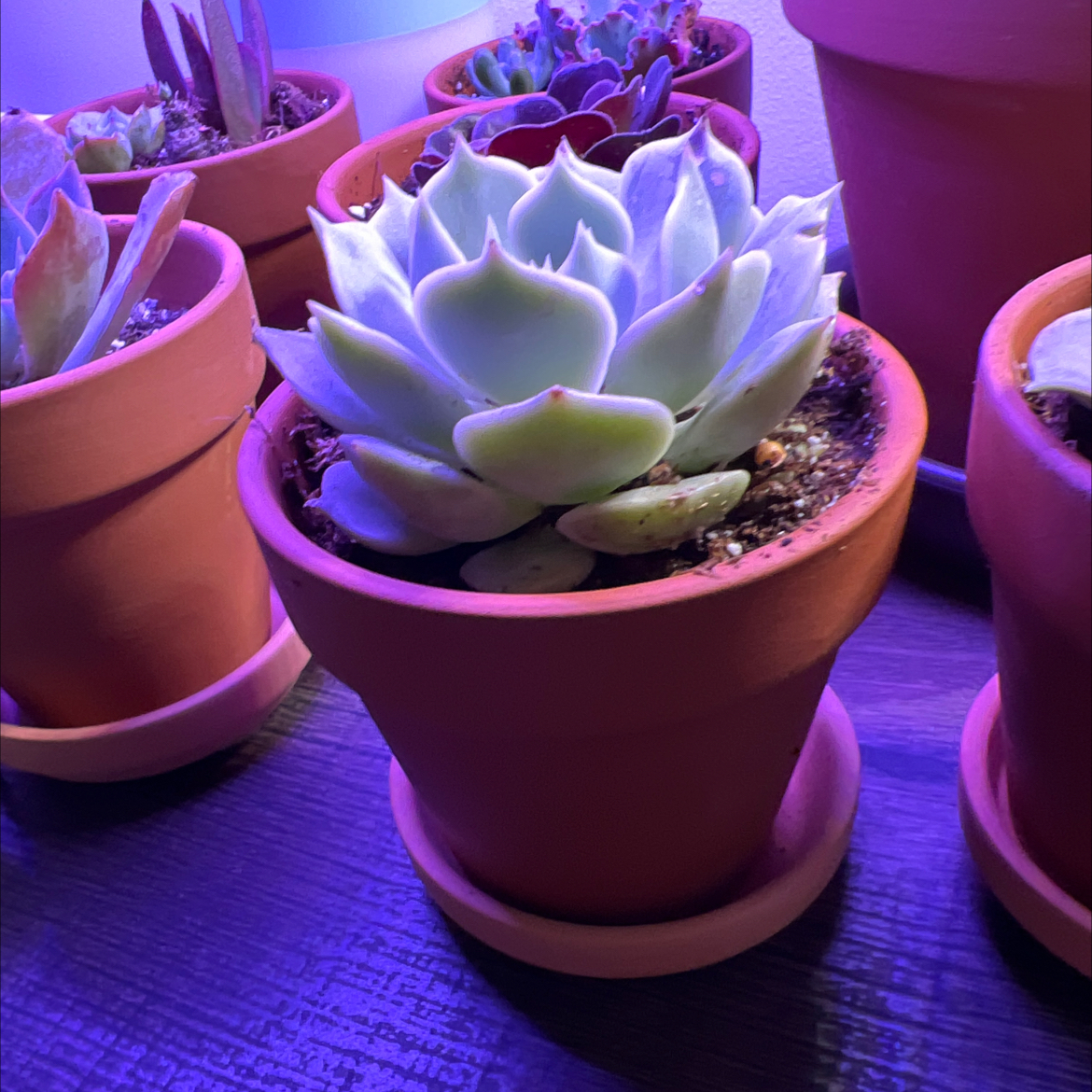 Potted Echeveria 'Lola' succulent among other plants, healthy and well-lit.