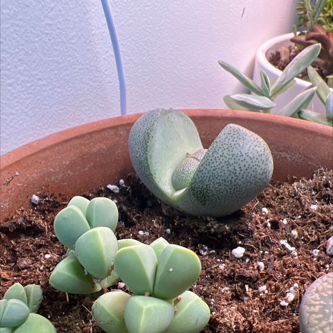 Split Rock plant (Pleiospilos nelii) in a pot with other succulents, healthy and well-framed.