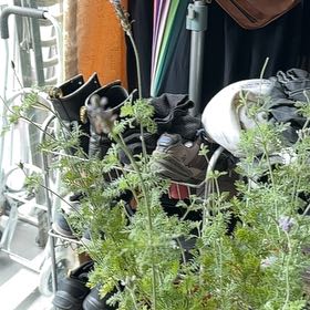 Photo of the plant species Fernleaf Lavender by @SelfmadeHautree named Achilles on Greg, the plant care app