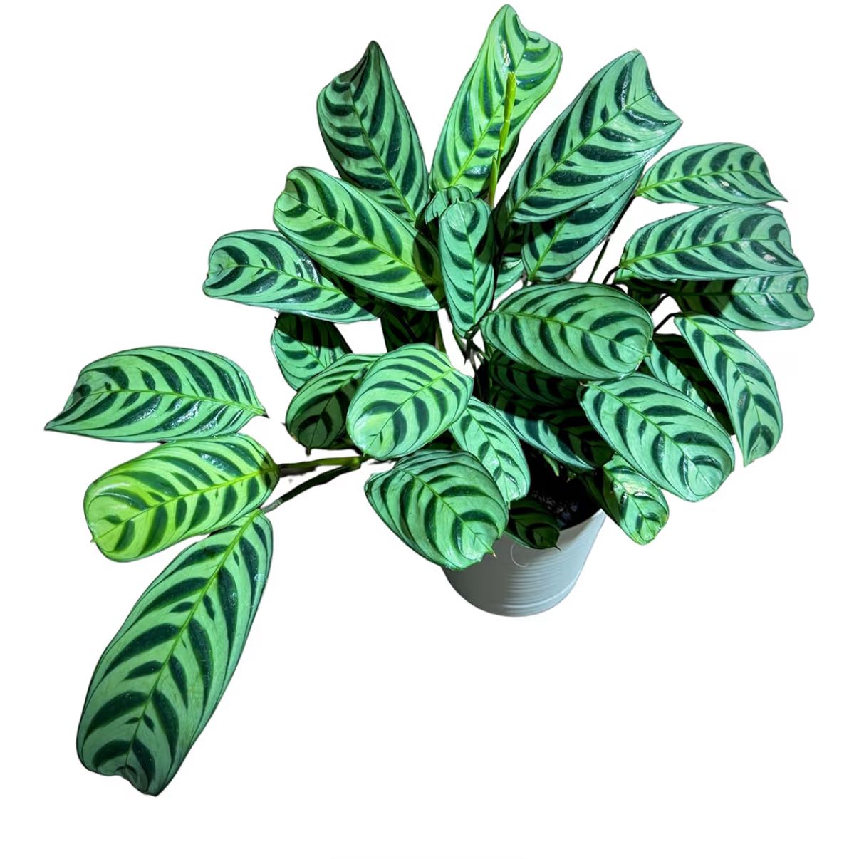 Photo of the plant species Calathea burle-marxii by @GnarlyElkweed11 named Calathea Burle Marxii on Greg, the plant care app