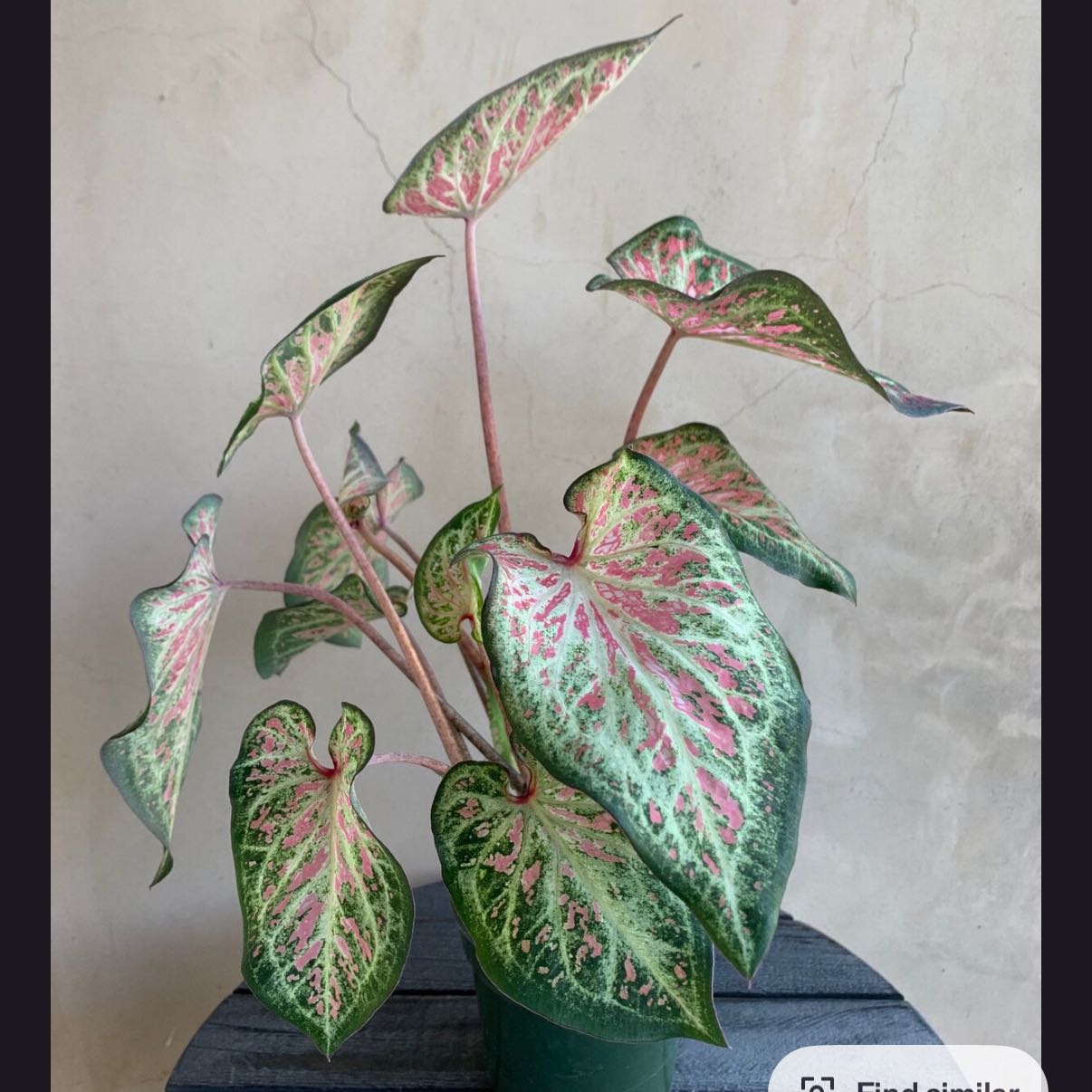 Photo of the plant species Caladium 'Sorbet' by @GnarlyElkweed11 named Caladium Sorbet on Greg, the plant care app