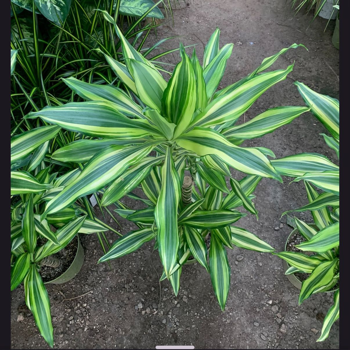 Photo of the plant species Dracaena 'Sted Sol Cane' by @GnarlyElkweed11 named Dracaena del sol on Greg, the plant care app