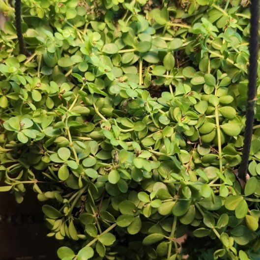 Photo of the plant species Acorn Peperomia by @HeadBrushbox44 named Daphne on Greg, the plant care app