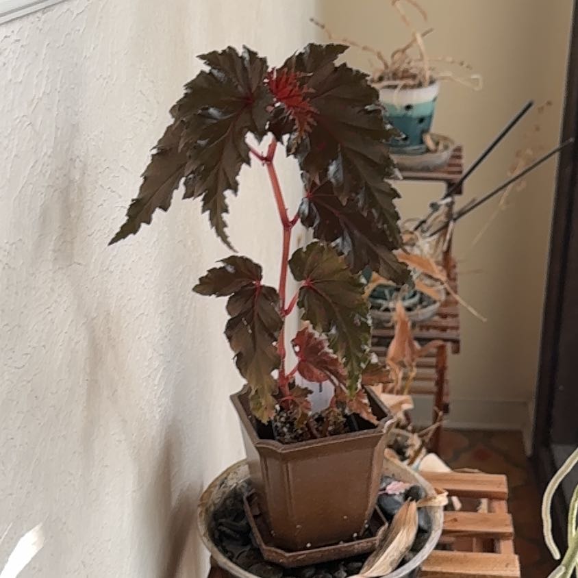 Photo of the plant species Begonia serratipetala by @DearLionsear56 named Denali on Greg, the plant care app