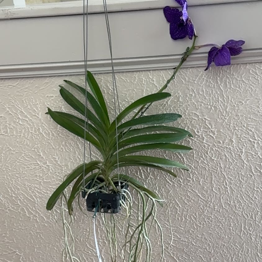 Photo of the plant species Pachara Delight Blue Orchid by @DearLionsear56 named Achilles on Greg, the plant care app